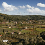 Orhanlı Köyü 1-2 Kasım’da gerçekleşecek Zeytin Hasadı Festivali’ne hazırlanıyor