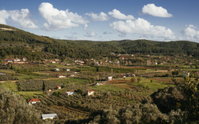 Orhanlı Köyü 1-2 Kasım’da gerçekleşecek Zeytin Hasadı Festivali’ne hazırlanıyor
