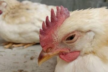 Avrupa kuş gribinden kırılıyor; Muğla Akyaka’dan da haber geldi